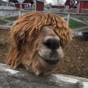 Meet your Posher, Eva